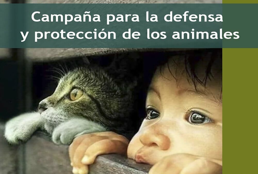 Campaña-animales-definitivo-esp-